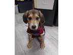 Adopt Lucy Van Pelt P8 "Violet" a Beagle, Labrador Retriever