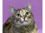 Adopt Bean a Domestic Short Hair