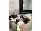 Adopt Spunky and her babies Salty & Pepper a Domestic Short Hair