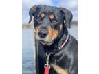 Adopt Zelda a Rottweiler