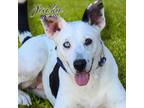 Adopt Jackie - PAWS a Mixed Breed
