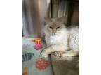 Adopt Foxxy a Siamese, Domestic Long Hair