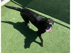 Adopt JOLLY a Labrador Retriever, Mixed Breed