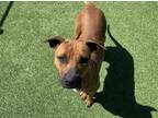 Adopt JADA a American Staffordshire Terrier, Mixed Breed