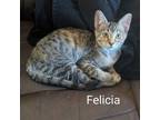 Adopt Felicia a Domestic Short Hair