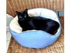 Adopt Crickett a Domestic Short Hair