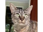 Adopt Tula a Domestic Short Hair