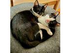 Adopt Pancake - Bonded Pair with brother, Waffles a Domestic Short Hair