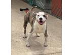 Adopt Clover 23D-0218 a Pit Bull Terrier