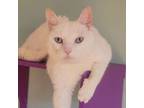 Adopt Novy - Fee Waived a Domestic Short Hair