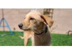 Adopt Sophie a Terrier, Italian Greyhound