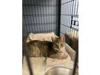 Adopt Lacey a Domestic Short Hair, Tabby