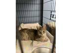 Adopt Lacey & Gracie a Domestic Short Hair, Tabby