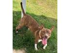 Adopt Ruthie a Pit Bull Terrier