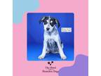 Adopt Mercy a Jack Russell Terrier, English Pointer