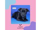 Adopt Mabel a Labrador Retriever, Jack Russell Terrier