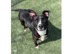 Adopt Anika a American Staffordshire Terrier