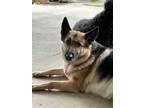 Adopt ROSIE (SMART, QUIET, LAID BACK AND LOVING) a German Shepherd Dog
