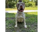 Adopt Hope a Pit Bull Terrier