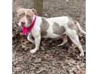 Adopt Hope a Pit Bull Terrier