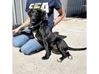 Adopt Faith a Black Labrador Retriever