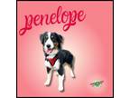 Adopt Penelope a Australian Shepherd