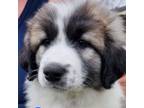 Adopt Lacy a Great Pyrenees