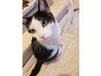 Adopt Millie the 3 paws a Domestic Short Hair
