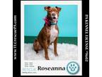 Adopt Roseanna 031624 a Boxer
