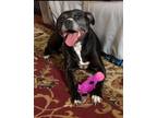 Adopt Willow a Pit Bull Terrier