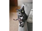 Adopt Betty a American Shorthair