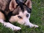 Adopt Truffle a Siberian Husky