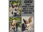 Adopt Sansa a Siberian Husky