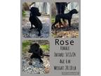 Adopt Rose a Black Labrador Retriever