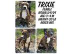 Adopt Trixie a Boxer