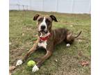 Adopt Bounce a Pit Bull Terrier