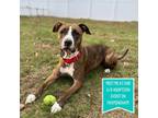 Adopt Bounce a Pit Bull Terrier