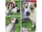 Adopt Bryce a Catahoula Leopard Dog