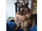 Adopt Tinker a Maine Coon, Tortoiseshell