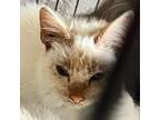 Adopt Lyra JG a Siamese