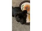 Adopt Zarah a Staffordshire Bull Terrier