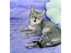 Adopt Wendy a Domestic Short Hair