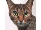 Adopt Patty a Tabby, Domestic Short Hair