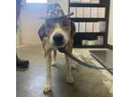 Adopt Gina 21-0335 a Treeing Walker Coonhound