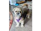 Adopt Shani a Shih Tzu