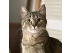 Adopt JENNA a Domestic Short Hair