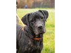 Adopt BLOSSOM a Labrador Retriever, Mixed Breed