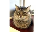 Adopt Marceline a Domestic Long Hair