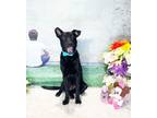 Adopt WHOOPA a Labrador Retriever