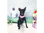 Adopt WHOOPI a Labrador Retriever